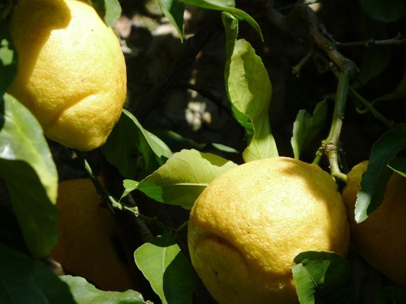 Fattoria Di Camporomano Massarosa Bagian luar foto