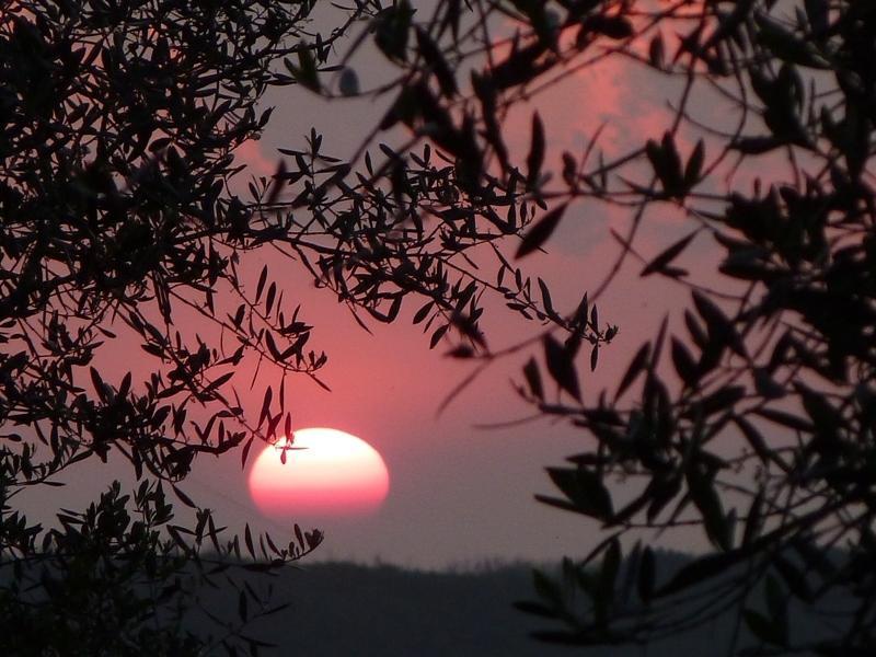 Fattoria Di Camporomano Massarosa Bagian luar foto